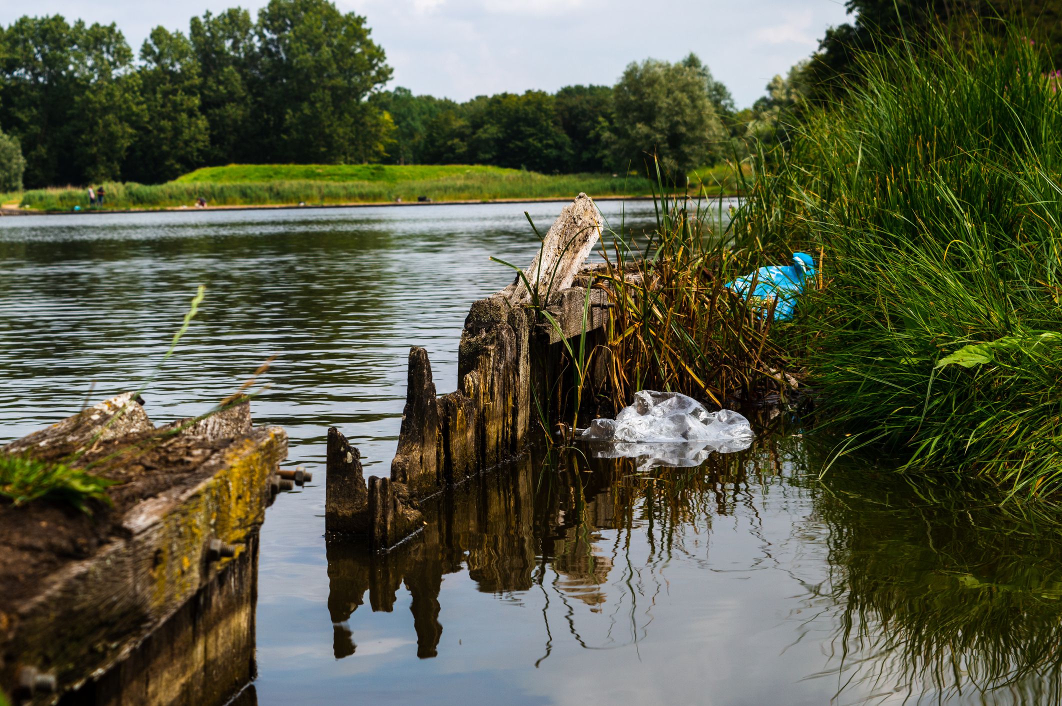 Litter Creates Habitat for Animals in Rivers