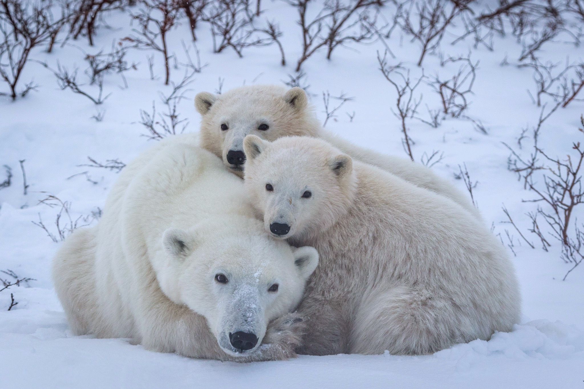 Enjoying Polar Bears