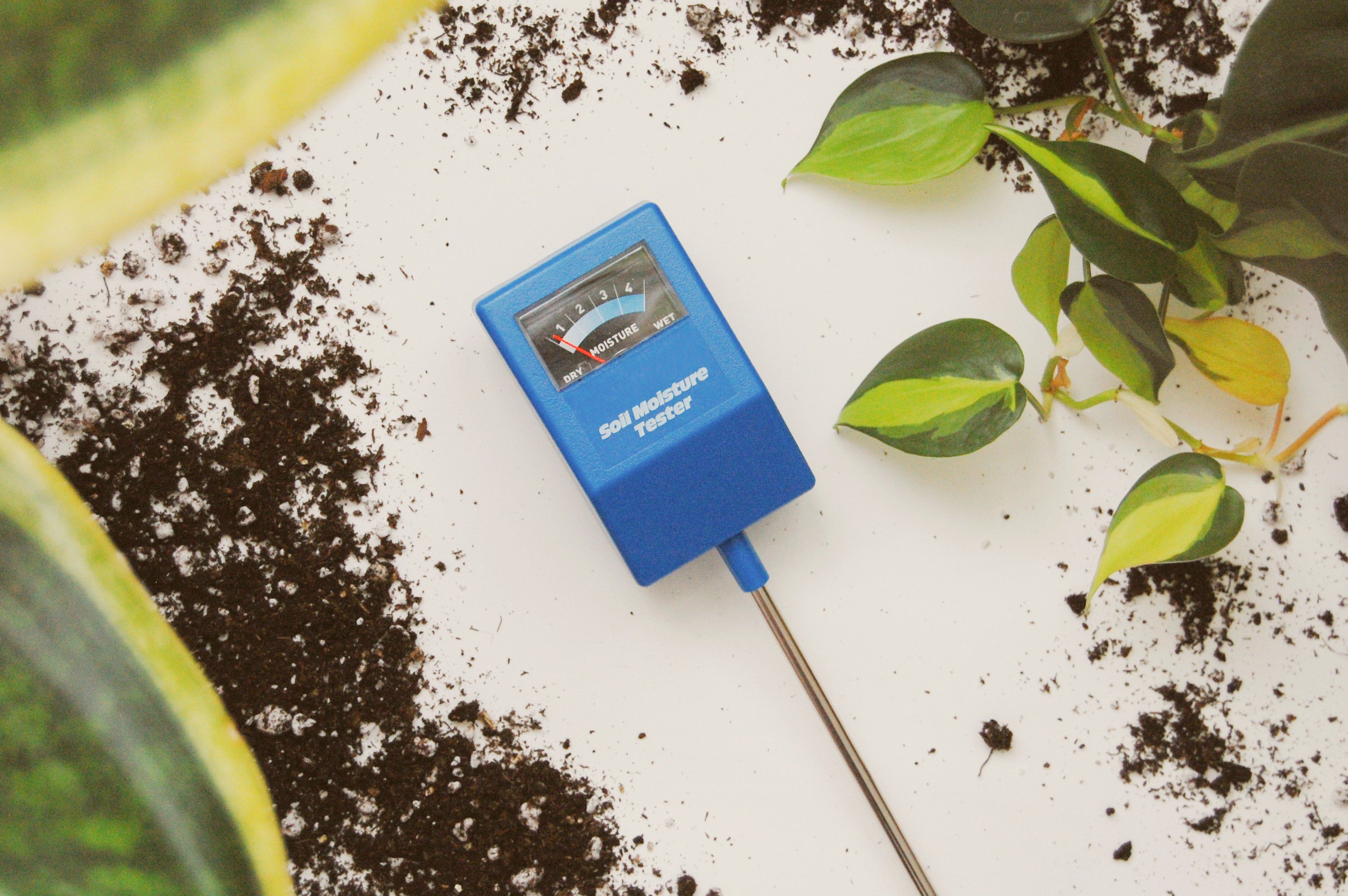 This Device Takes the Guesswork Out of Watering Your Plants