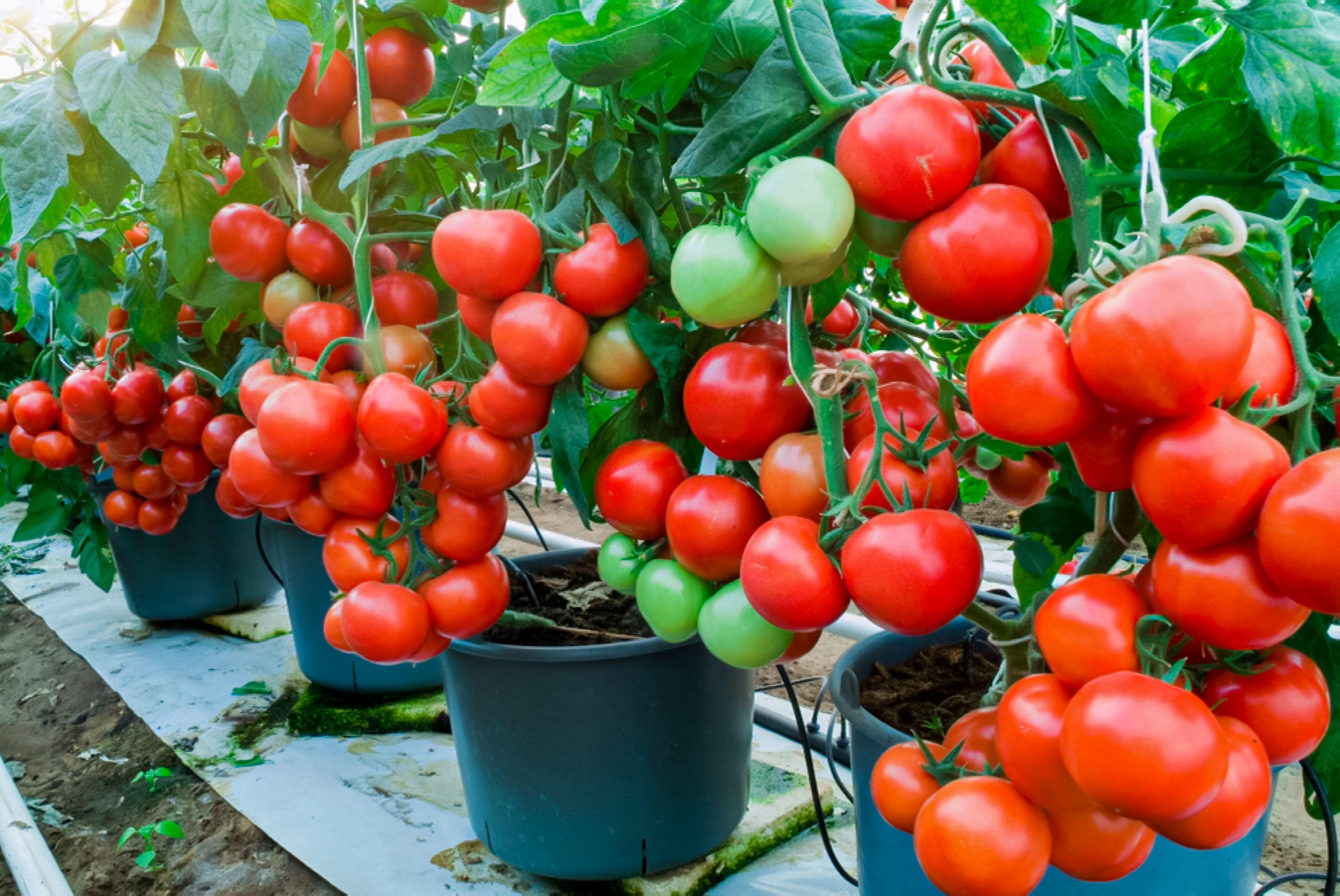 10 Vegetables You Can Easily Grow in Containers