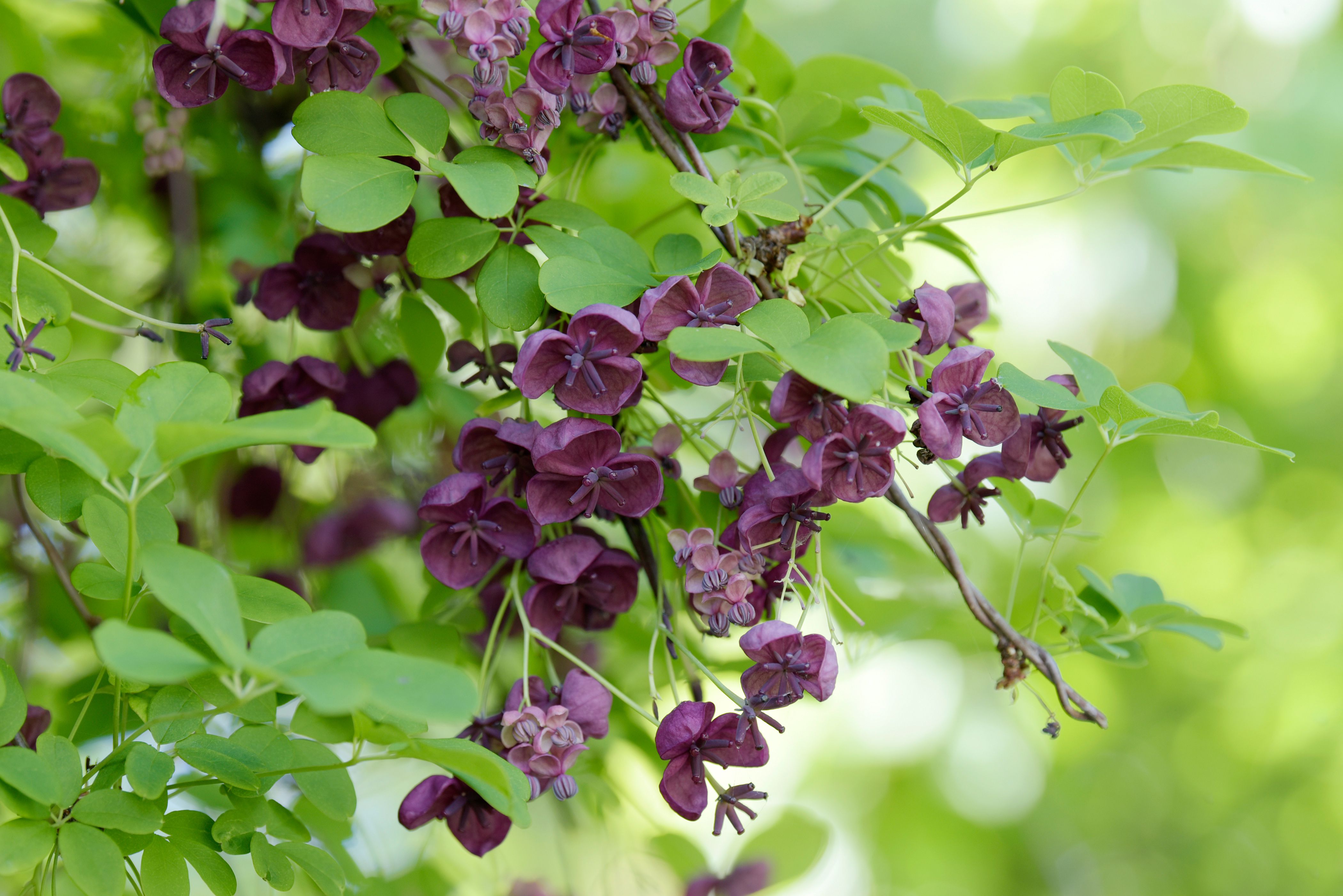 6 Pretty Plants That Smell Like Chocolate