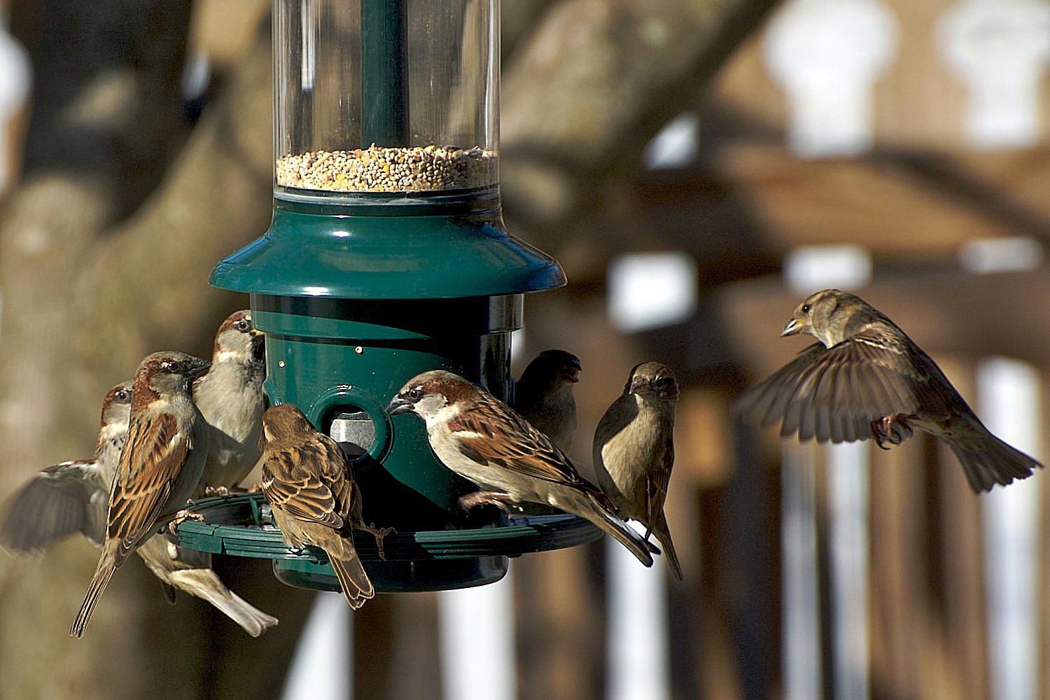 How to Stop Bully Birds at the Feeders