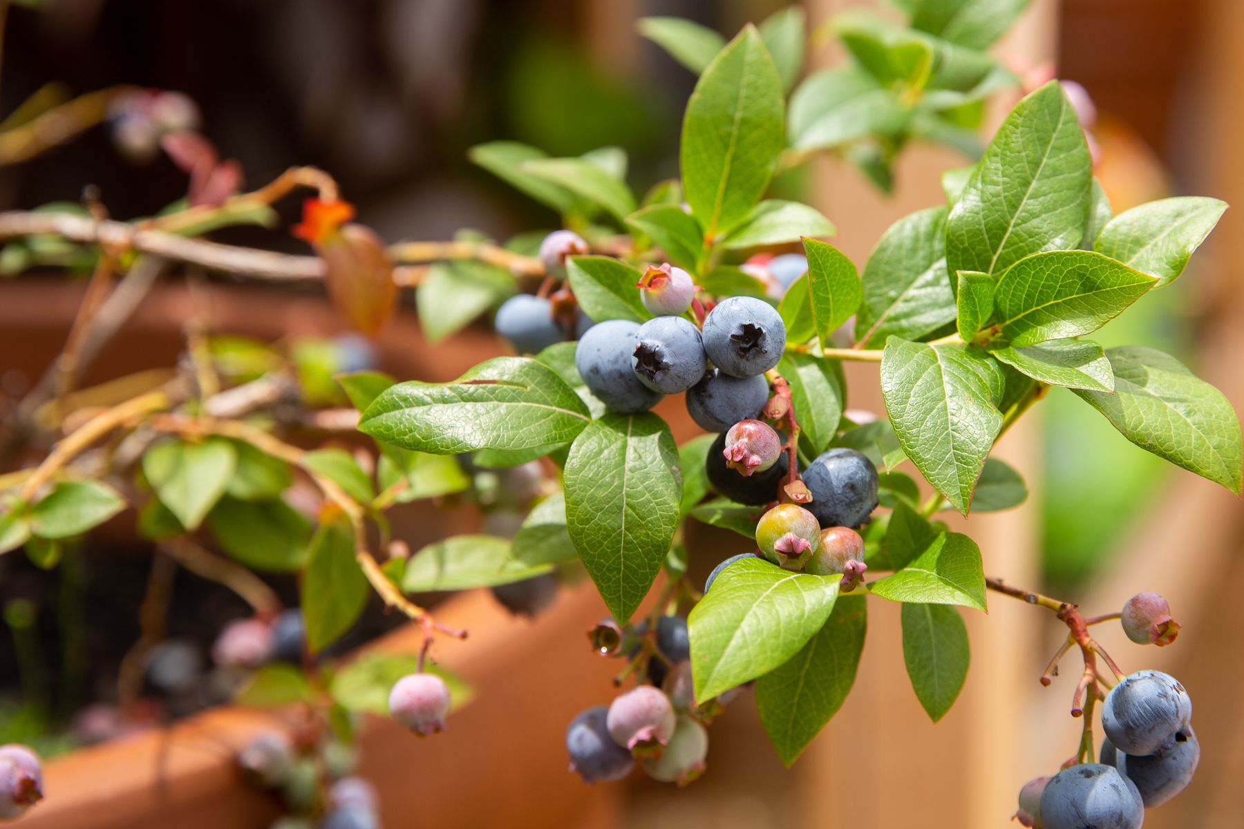 How to Grow Berries in Containers