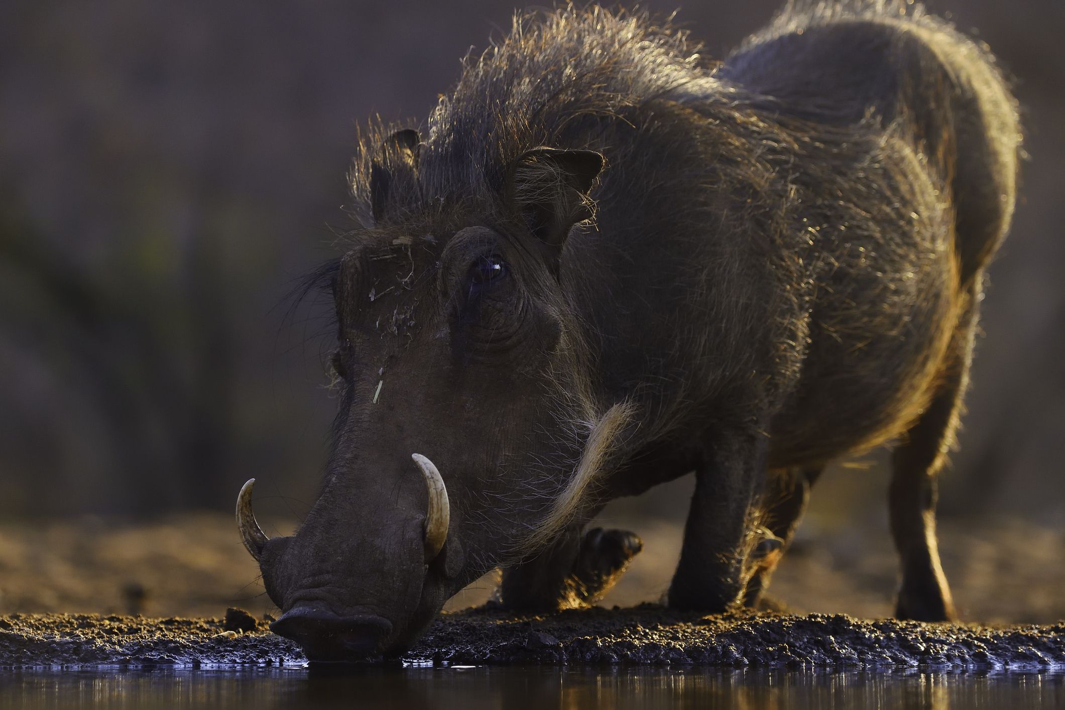 10 Wild Warthog Facts
