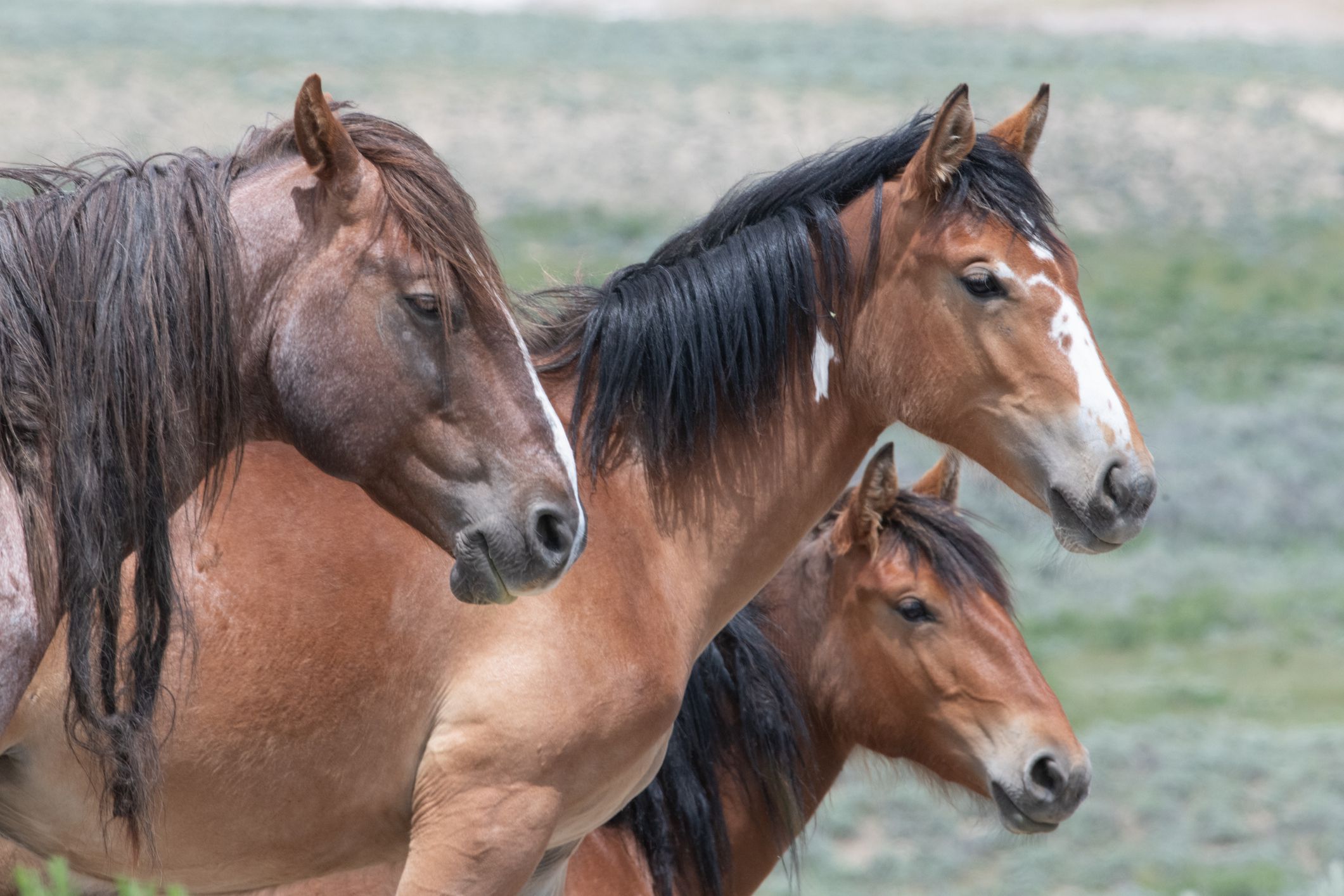 67 Wild Horses Die of Highly Contagious Illness in Federal Care