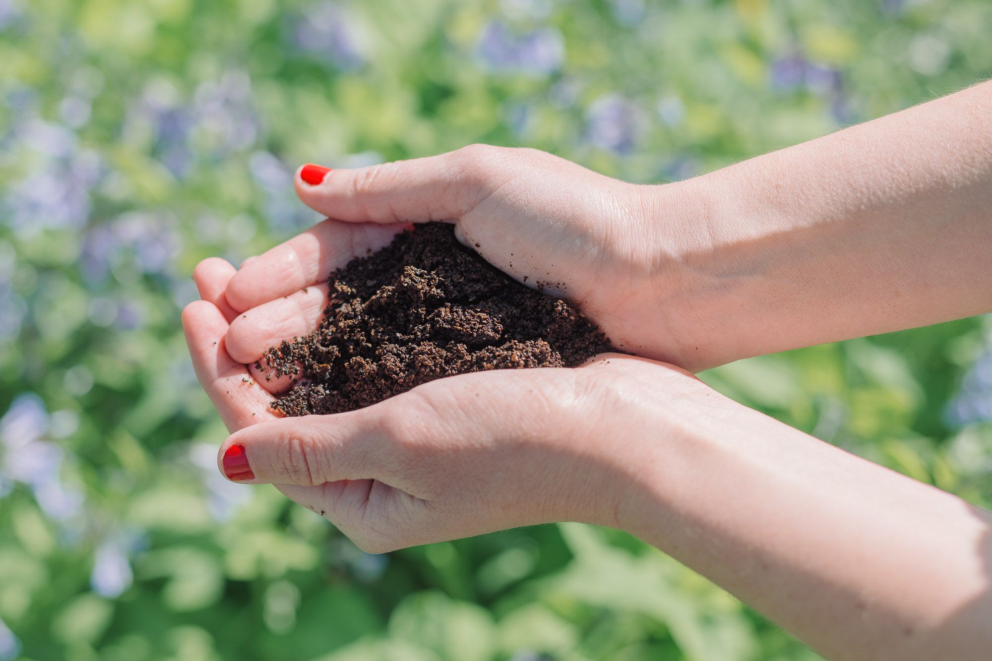 5 Clever Ways to Use Coffee Grounds in Your Garden