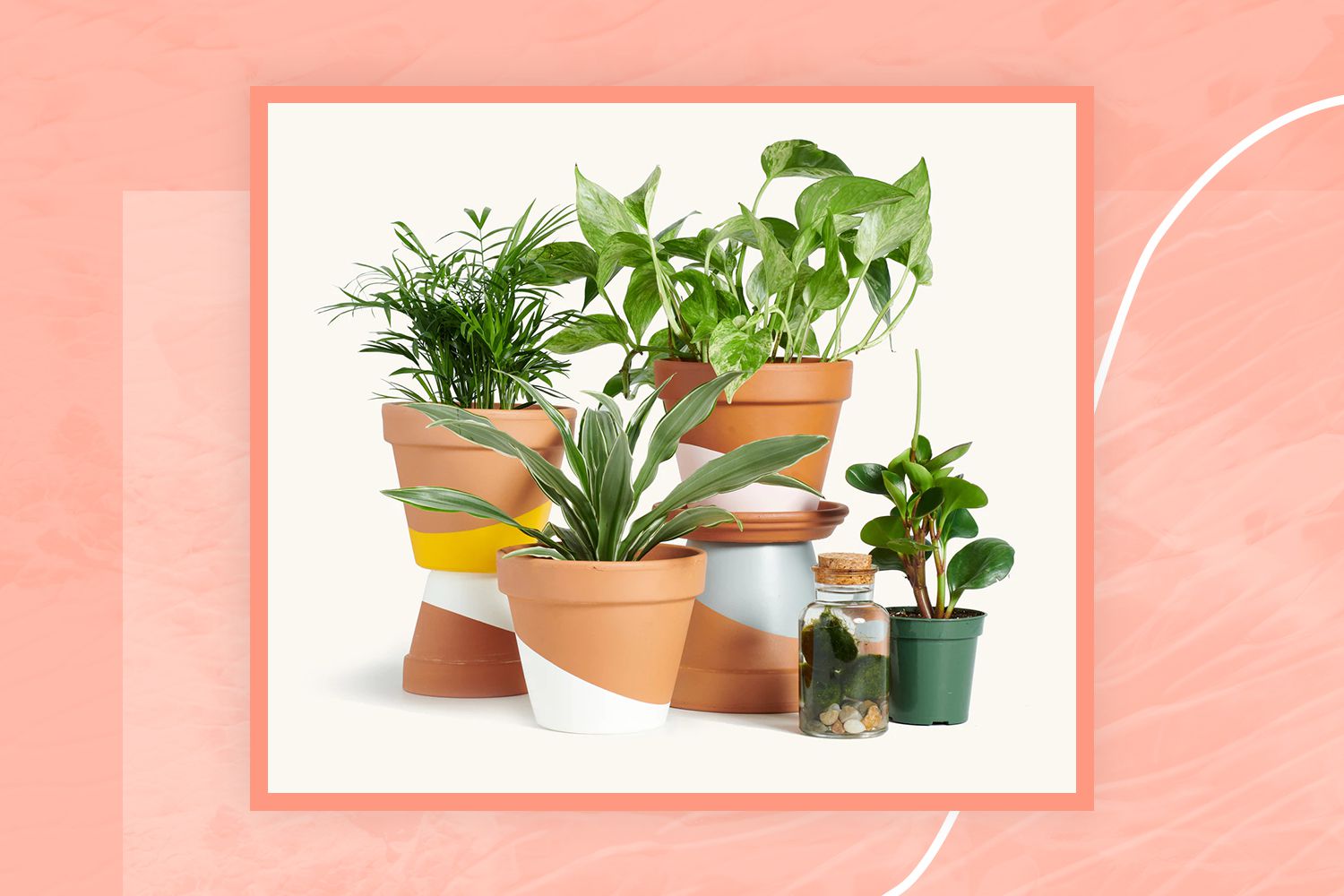 8 Smart Houseplant Tips for Spring, According to a Pro