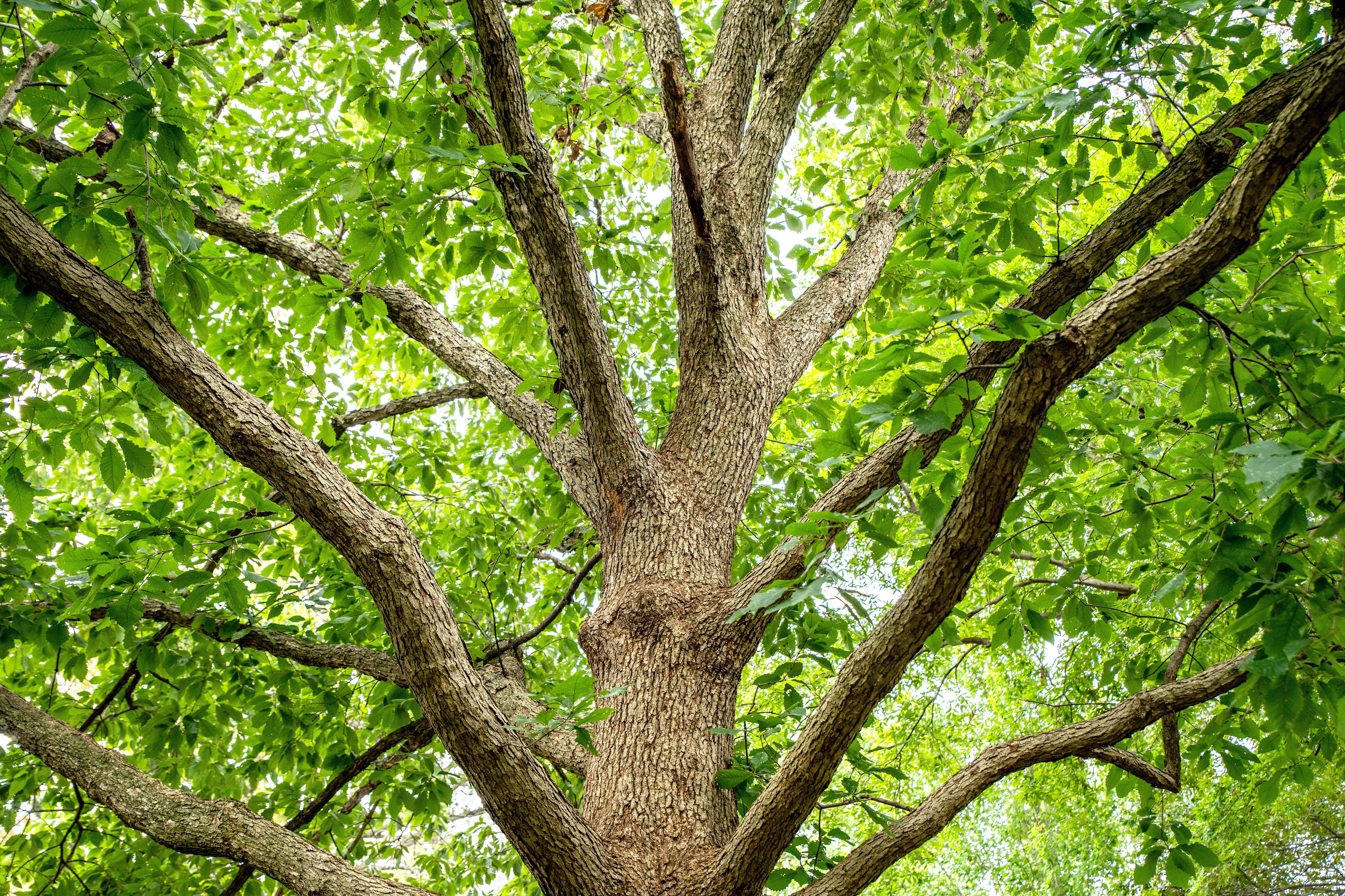 This Variety of Oak Makes a Great Shade Tree