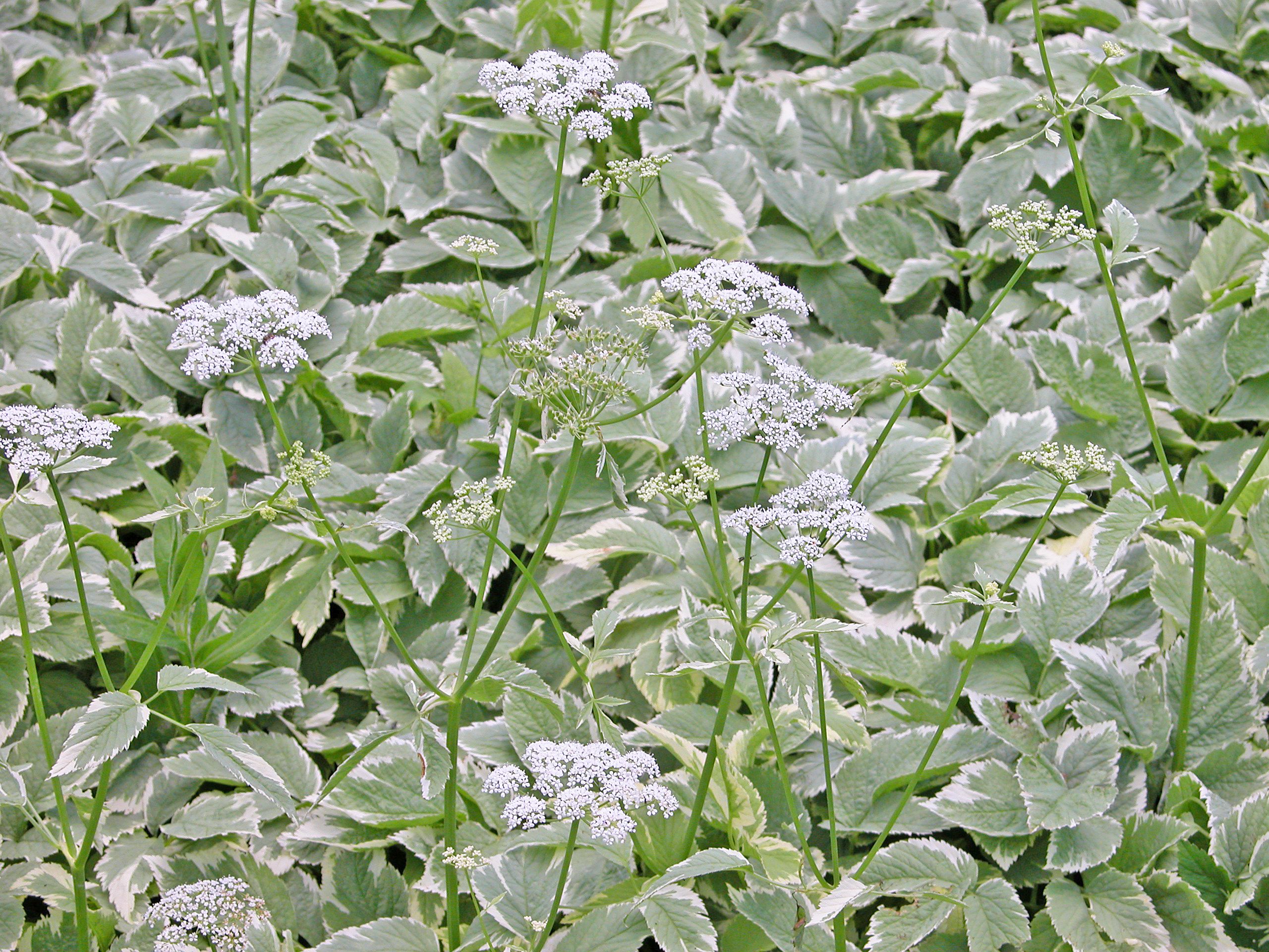 5 Invasive Ground Covers to Avoid