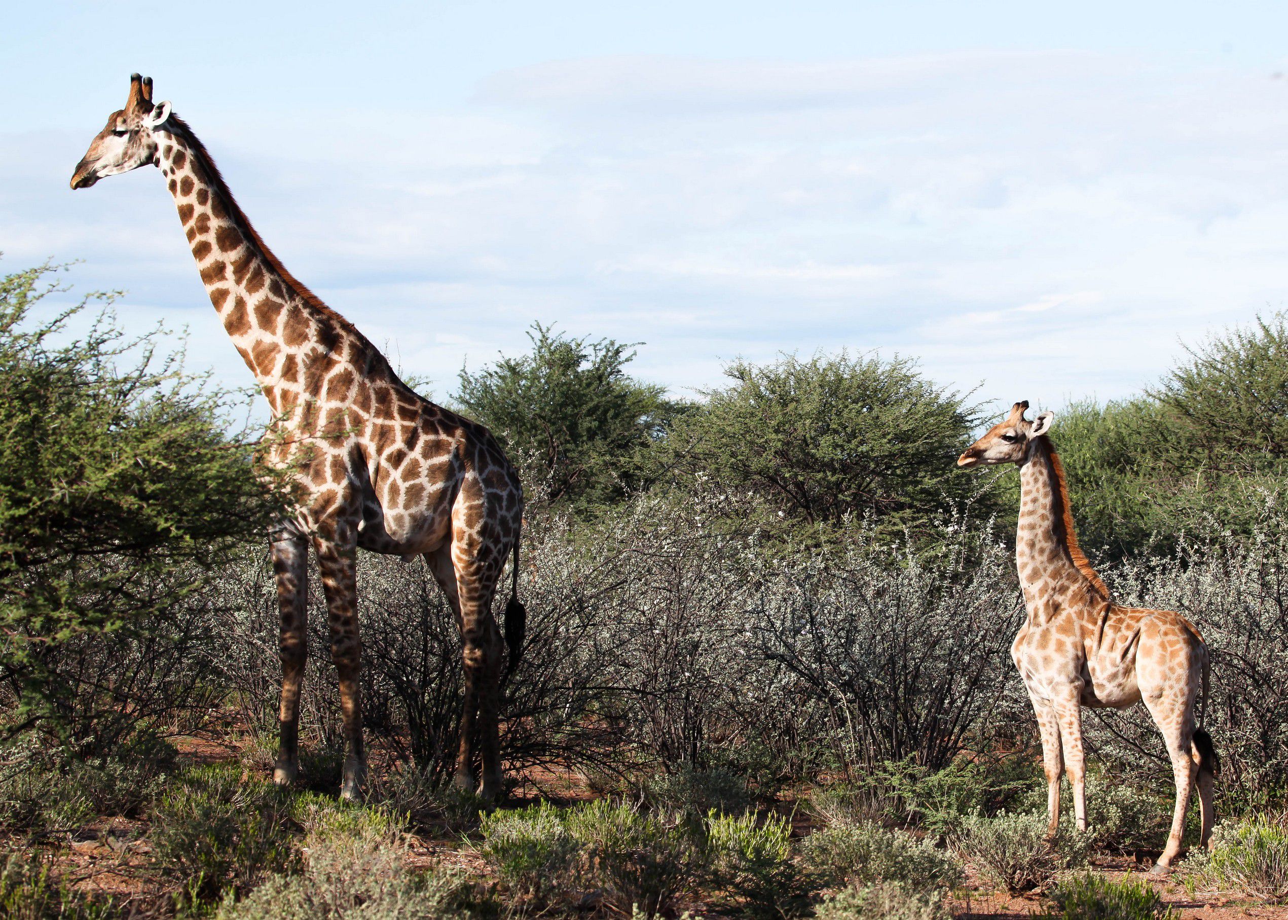 Dwarf Giraffes Discovered in the Wild