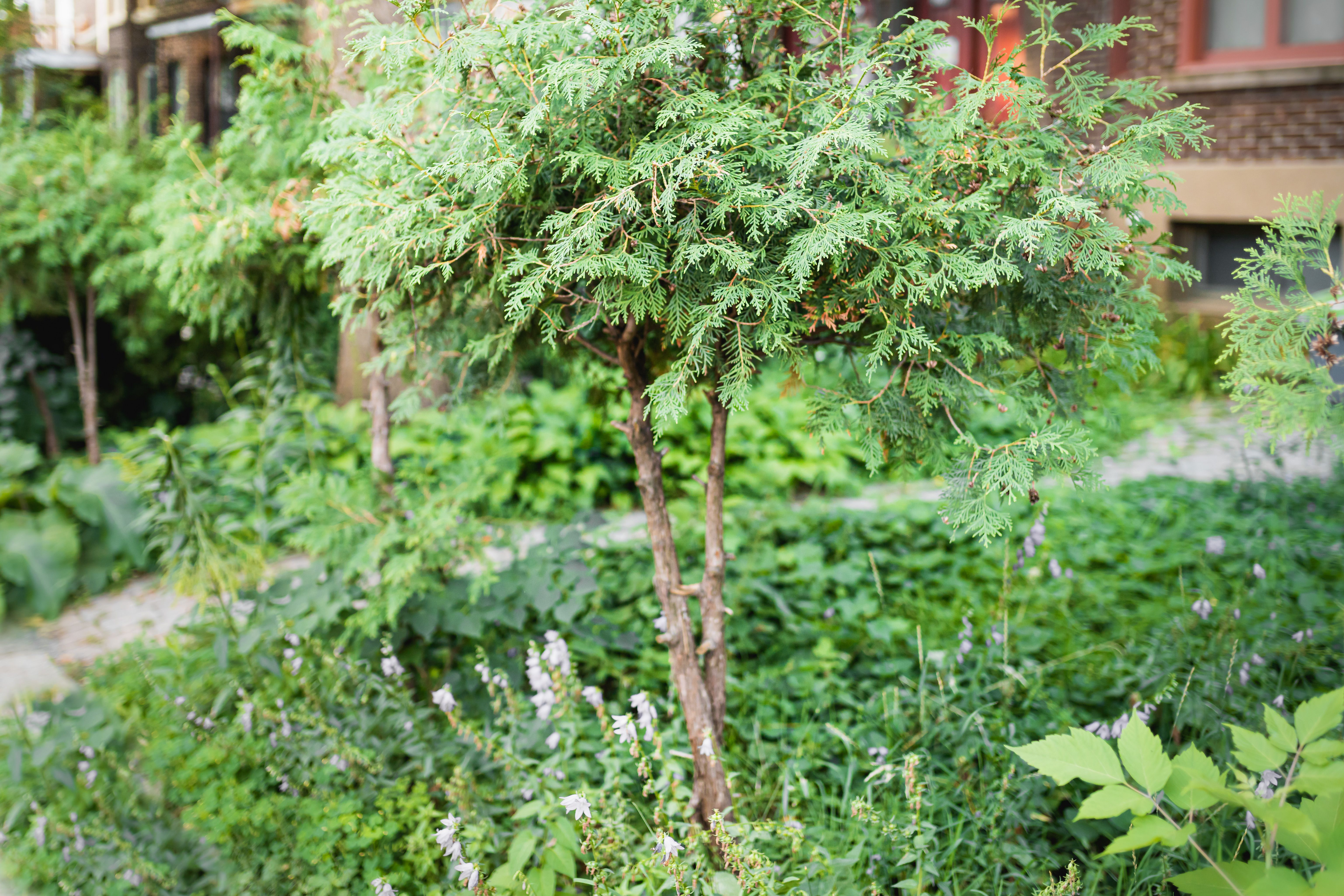 The Prettiest Trees for Small Gardens