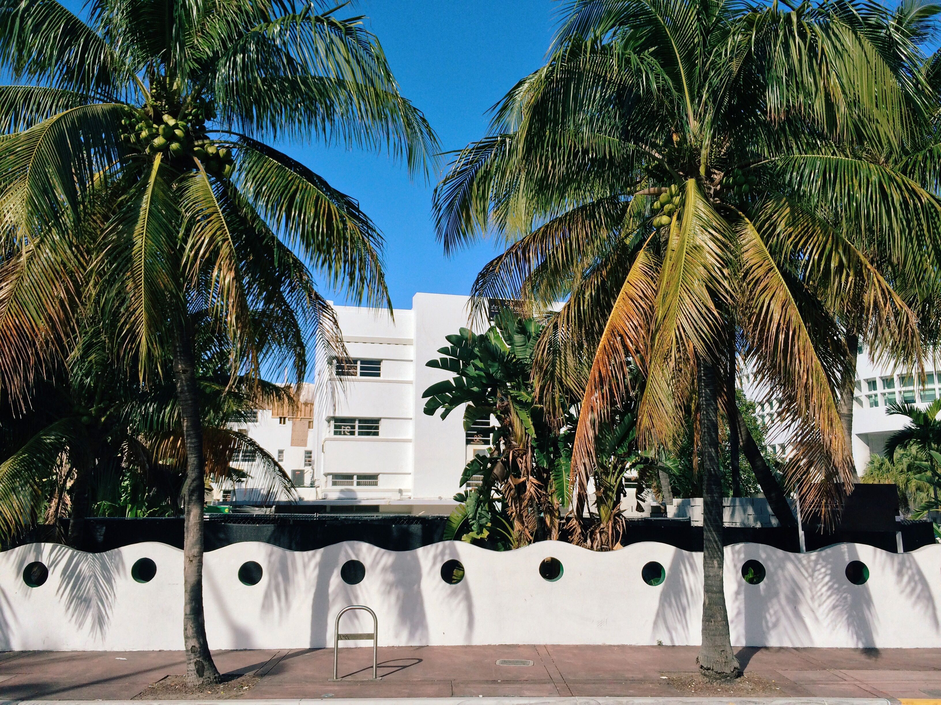 Miami Beach to Swap Out Palm Trees