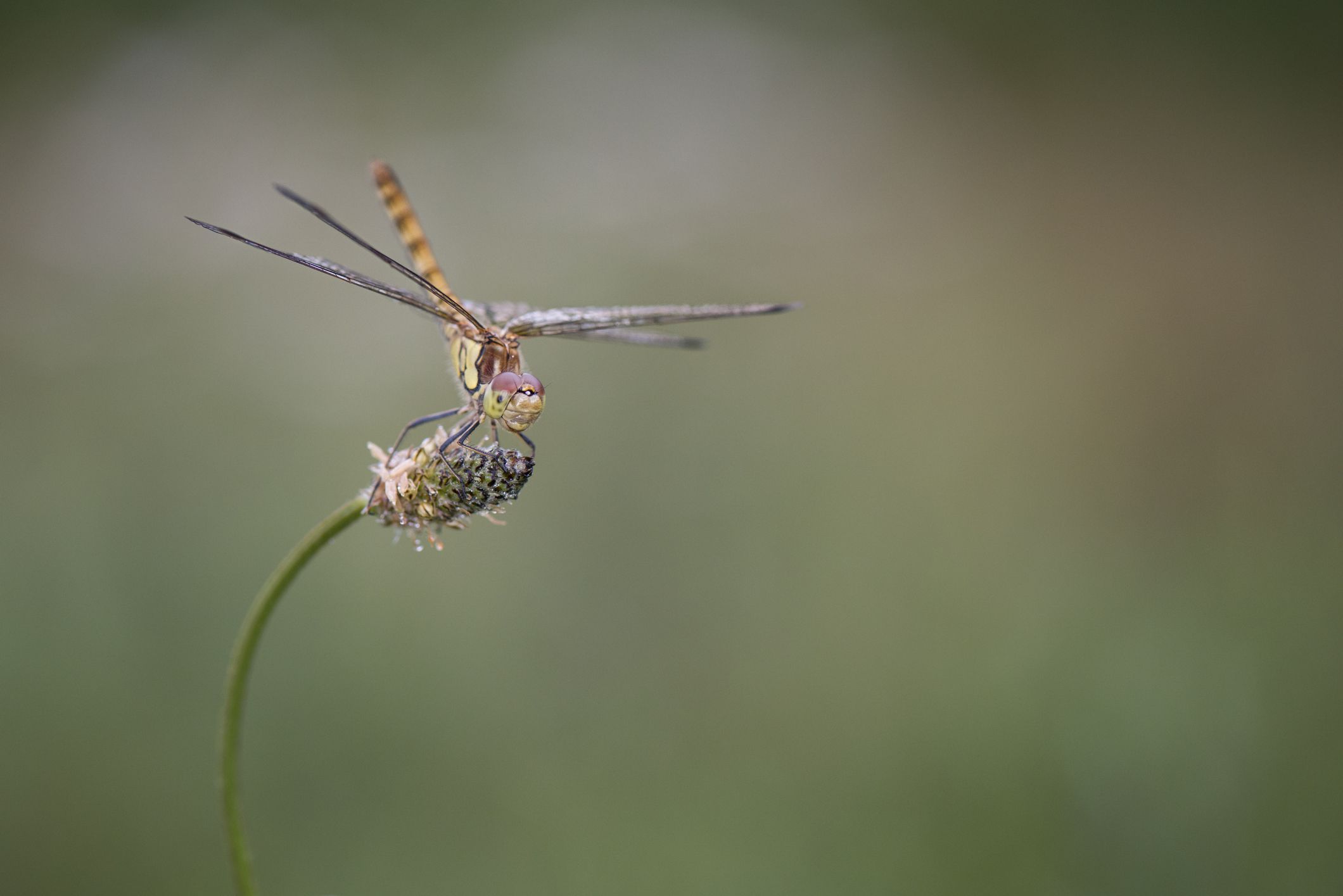 Dragonflies Do Backflips Even When Unconscious