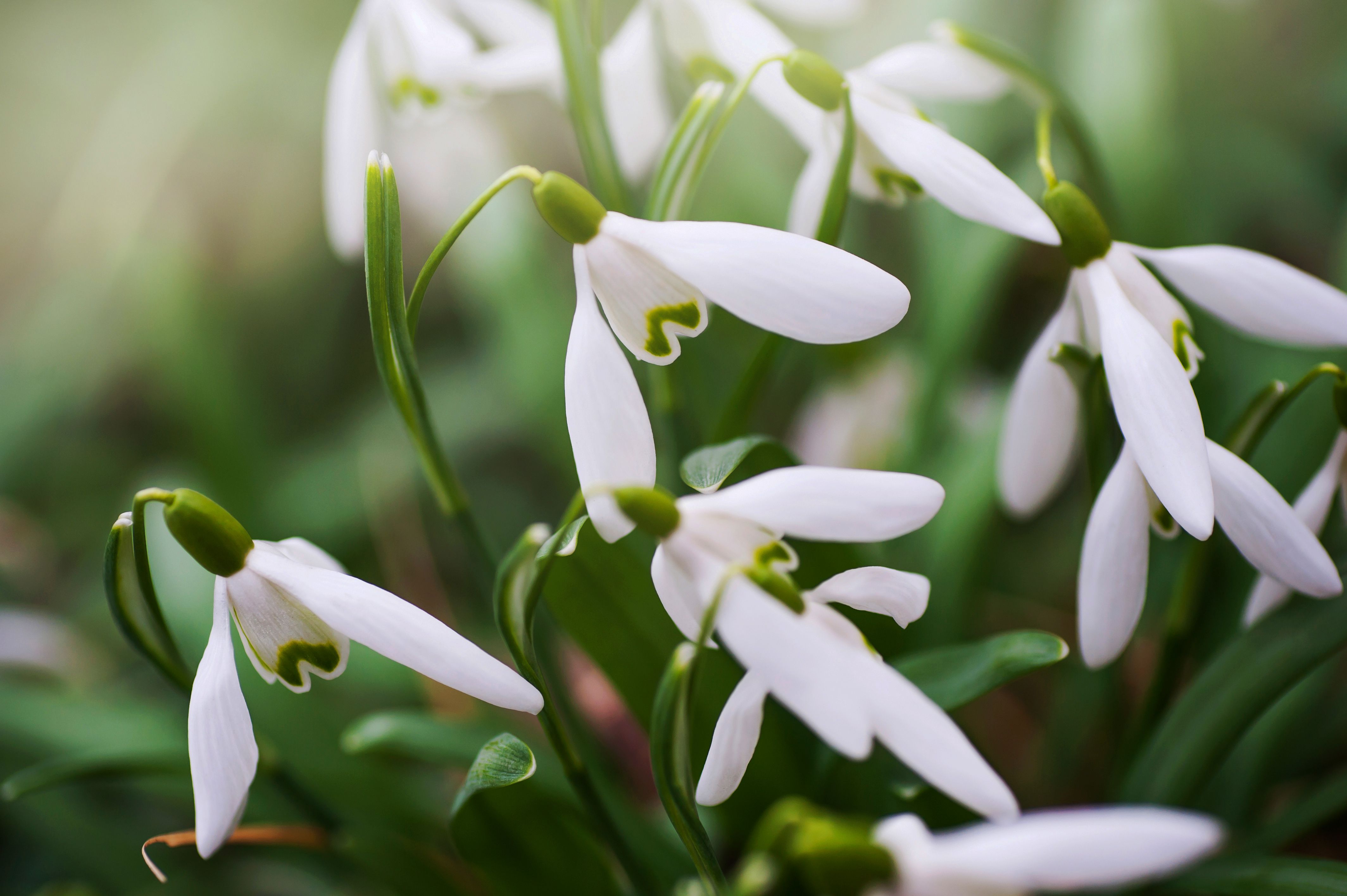 This Tiny Flower Will Add Cheer to Your Winter Garden