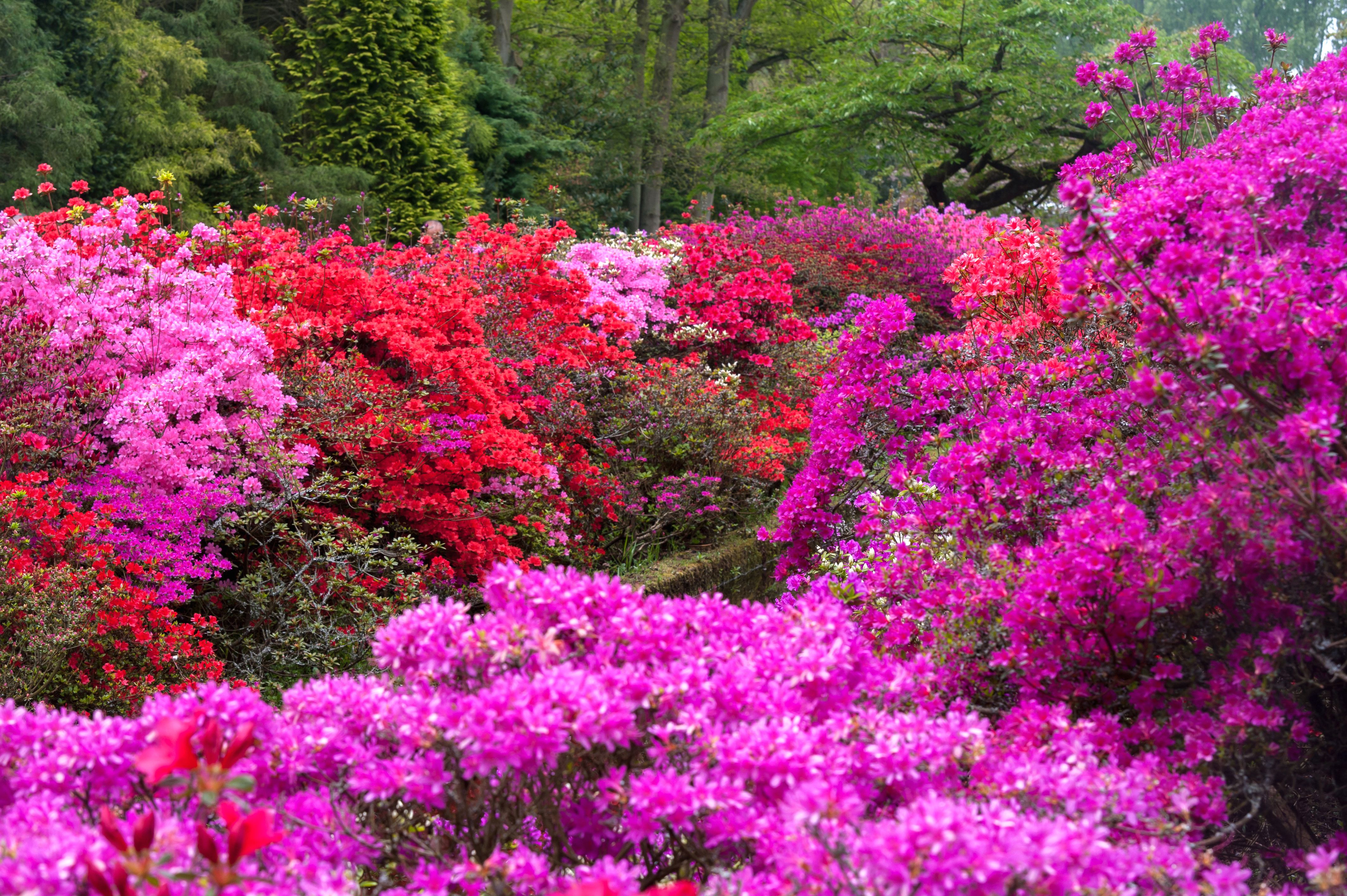 11 Beautiful Shrubs That Are Perfect for Landscaping