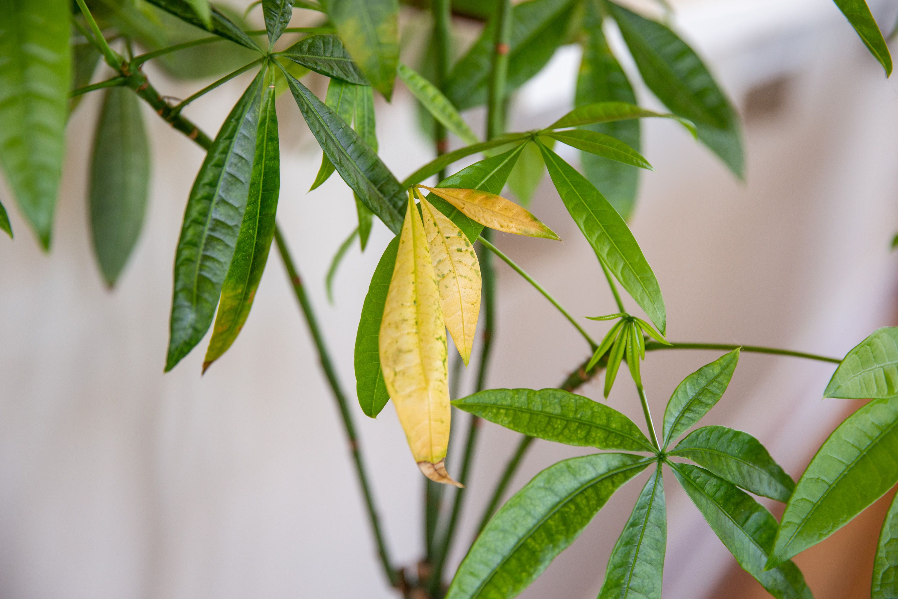 This Is Why Your Houseplant Has Yellow Leaves