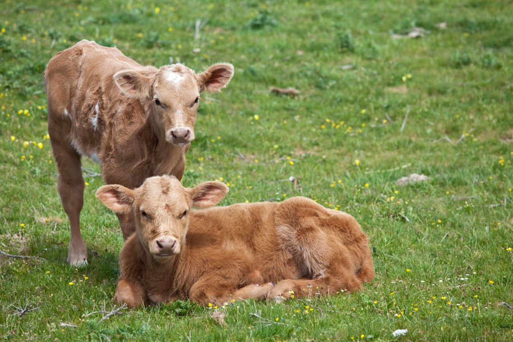 What is the Carbon Footprint of a Flying Cow?
