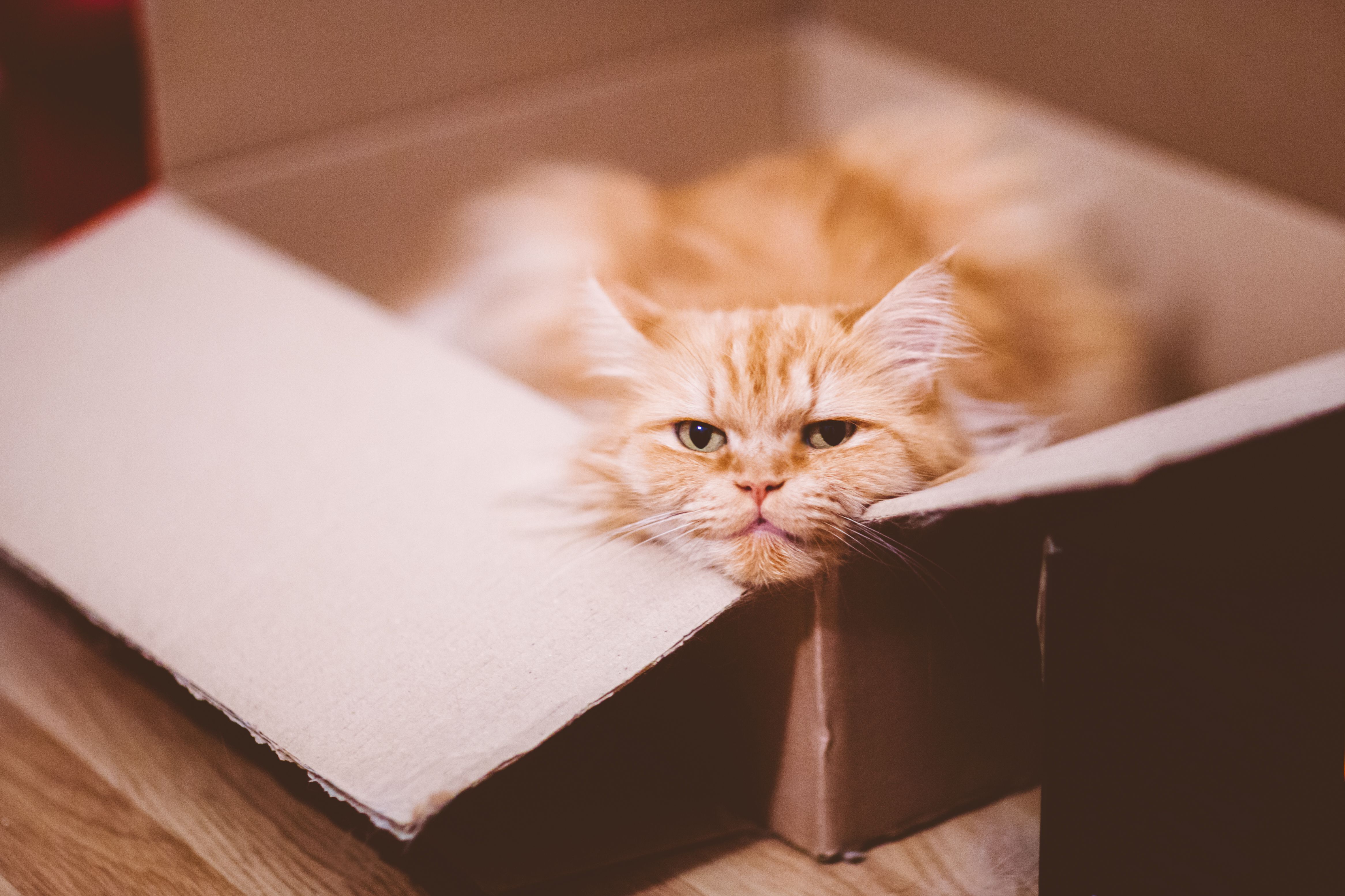 Why Do Cats Like Boxes?
