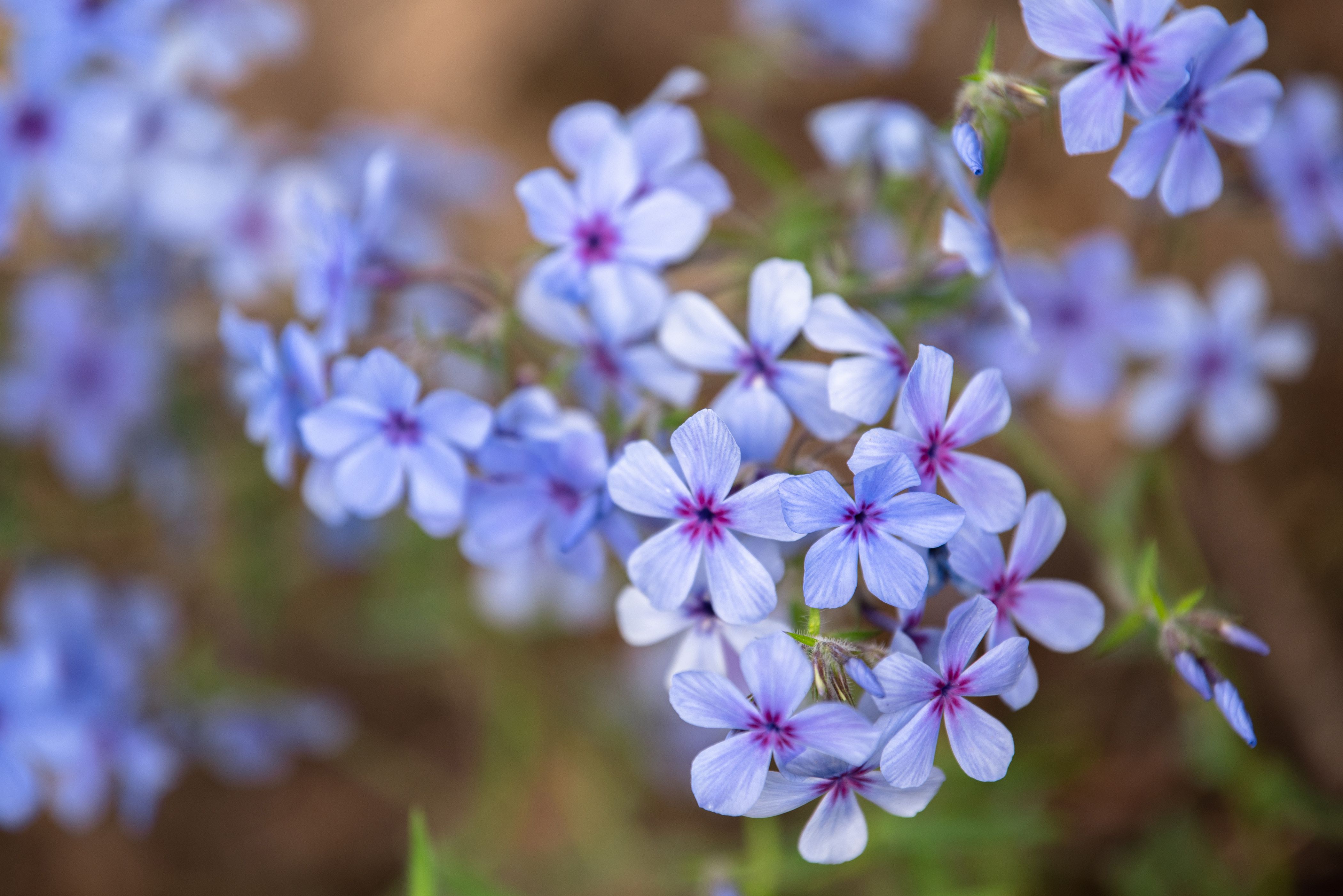 22 Perennial Flowers Perfect for Any Garden