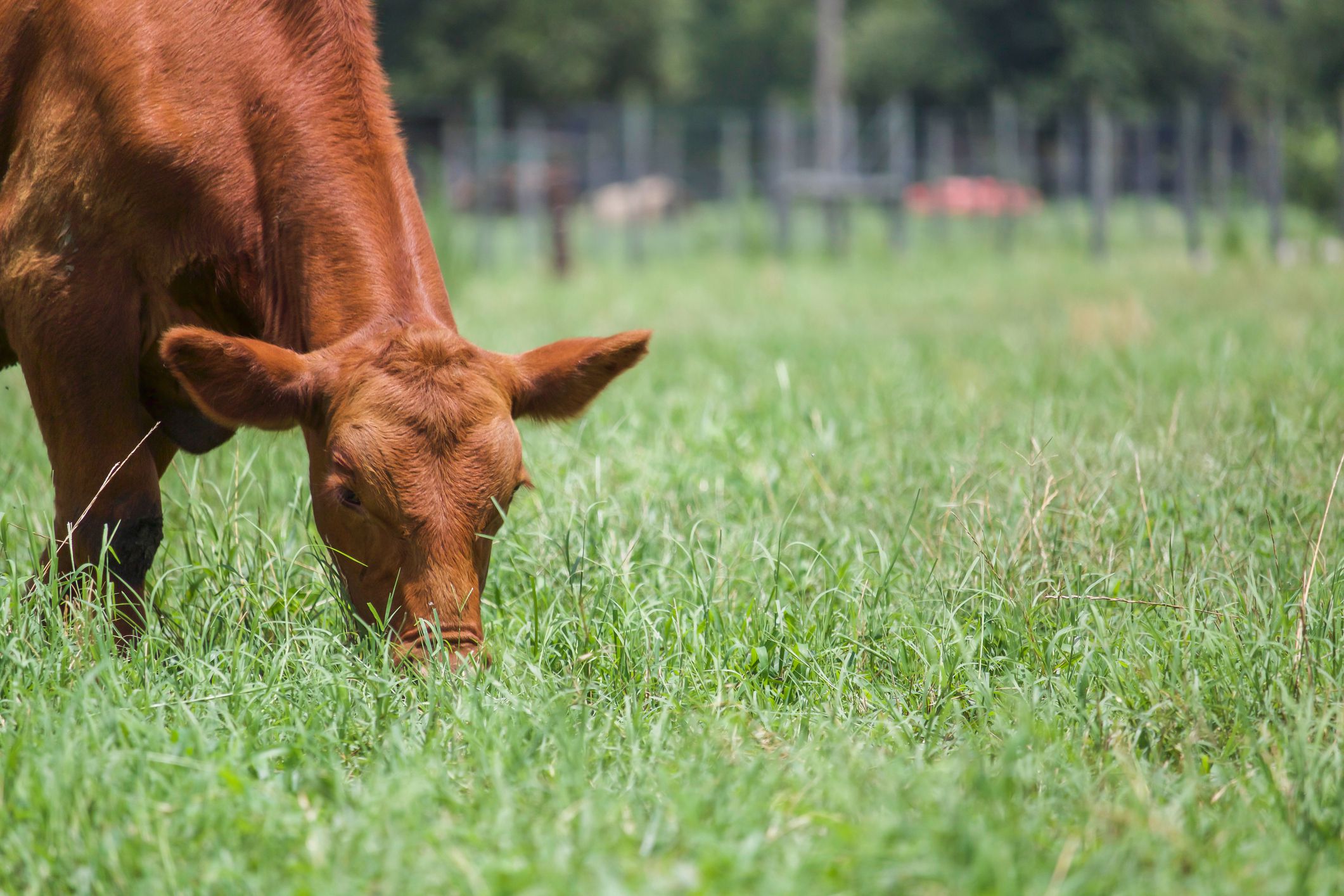 Cutting Out Beef Could Cut Agricultural Land Use In Half