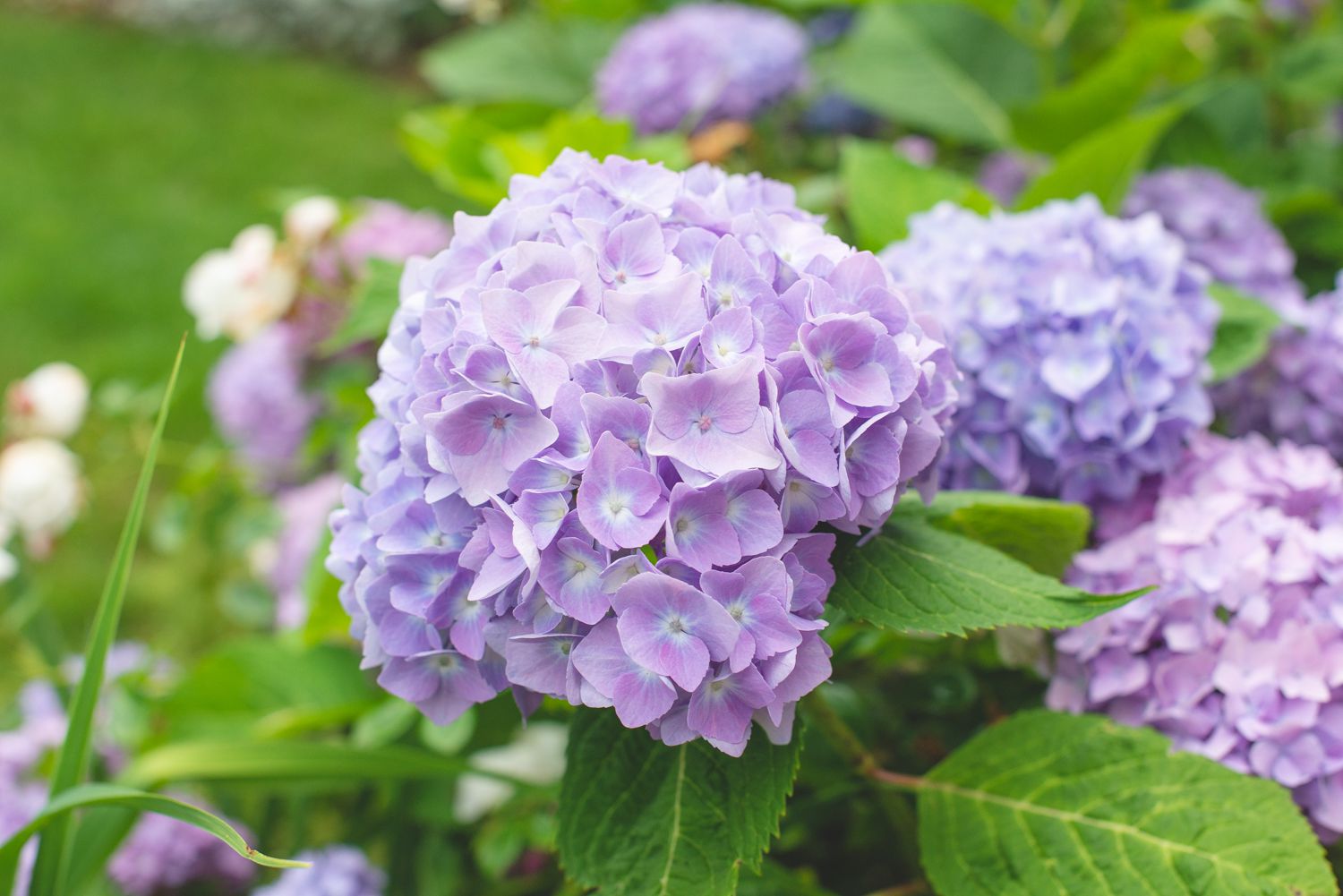 How to Grow and Care for Hydrangeas