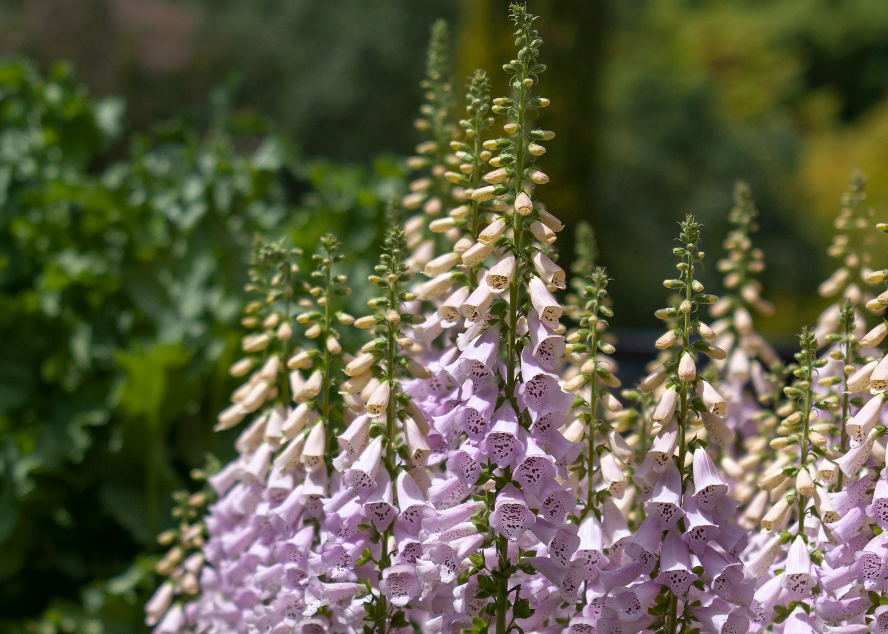 12 Plants That Thrive in Dry Shade