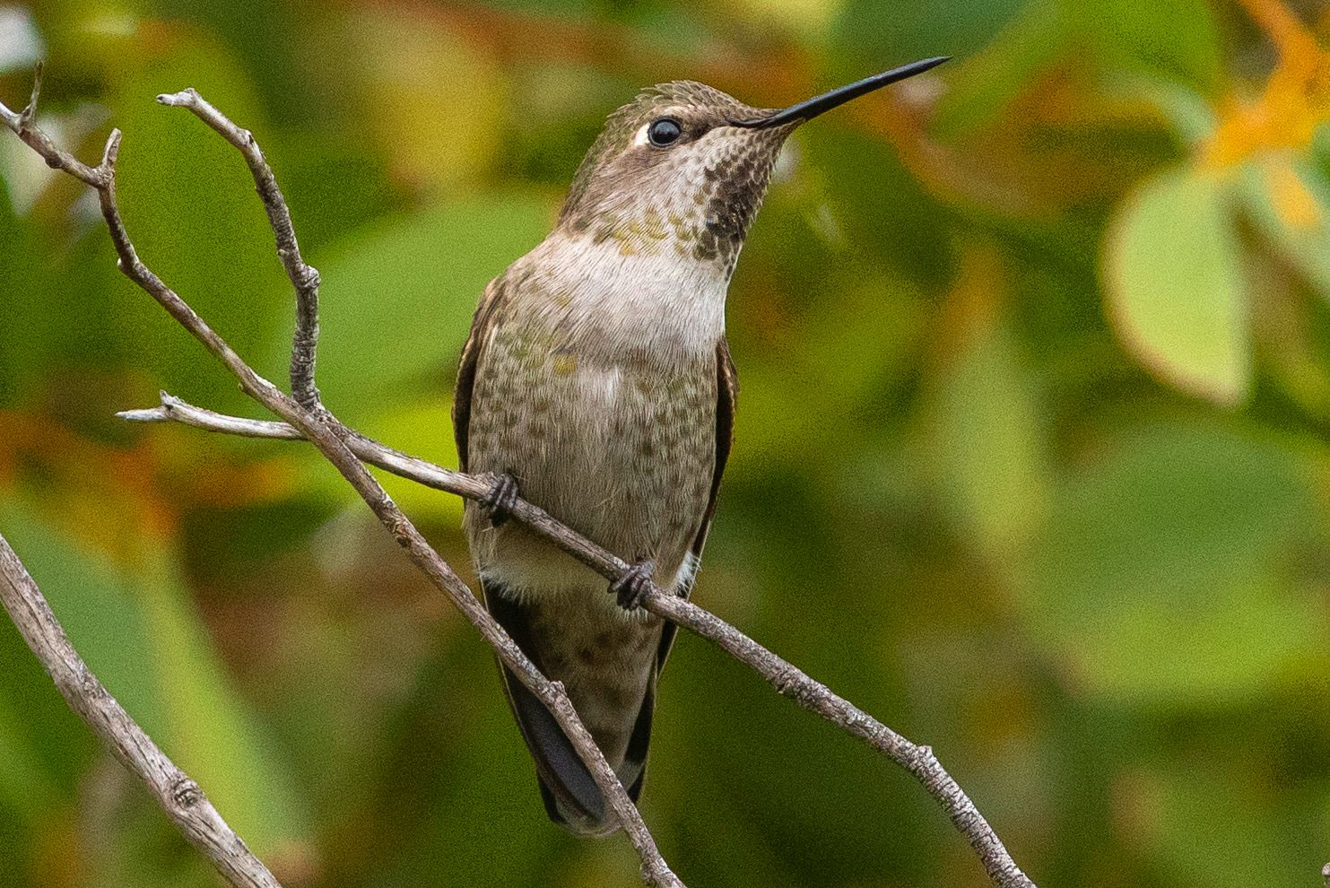 20 Types of Hummingbirds in North America
